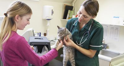 BVNA hopeful after 'nurse' title protected in law